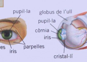 Parts de l'ull | Recurso educativo 777362