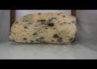 Moldy bread | Recurso educativo 777762