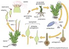 Moss life cycle | Recurso educativo 777784