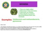 monera.jpg | Recurso educativo 781276