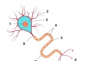 CELULA - NEURONA.pptx | Recurso educativo 783761