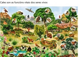 As funcións vitais dos seres vivos | Recurso educativo 787549