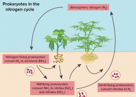 The nitrogen cycle | Recurso educativo 790296