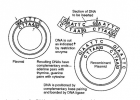 Production of Therapeutic Proteins by Genetic Engineering | Recurso educativo 790336