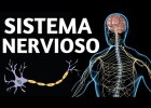 El SISTEMA NERVIOSO humano explicado: cómo funciona y sus partes? | Recurso educativo 7902967